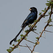 Steel-blue Whydah