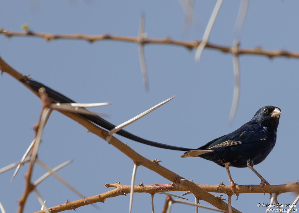 Steel-blue Whydah male