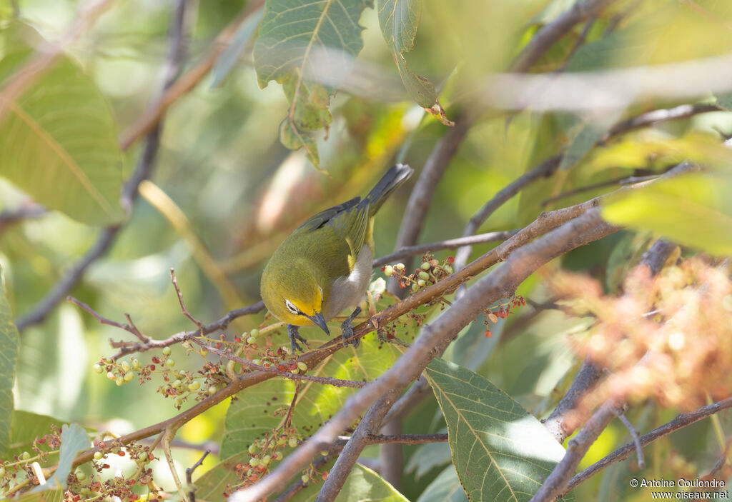 Ethiopian White-eyeadult