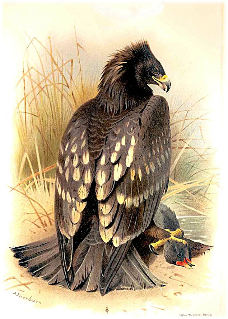 Aigle criard