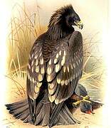 Greater Spotted Eagle