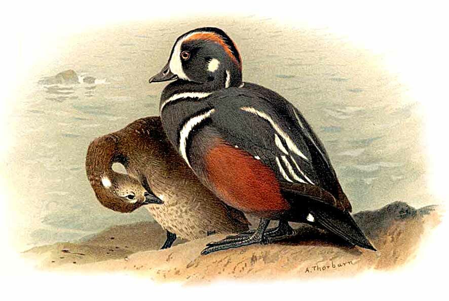 Harlequin Duck