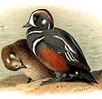 Arlequin plongeur
