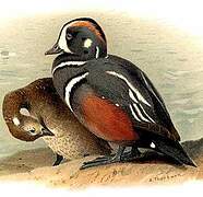 Harlequin Duck