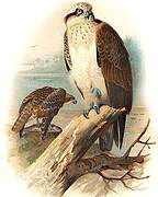 Western Osprey