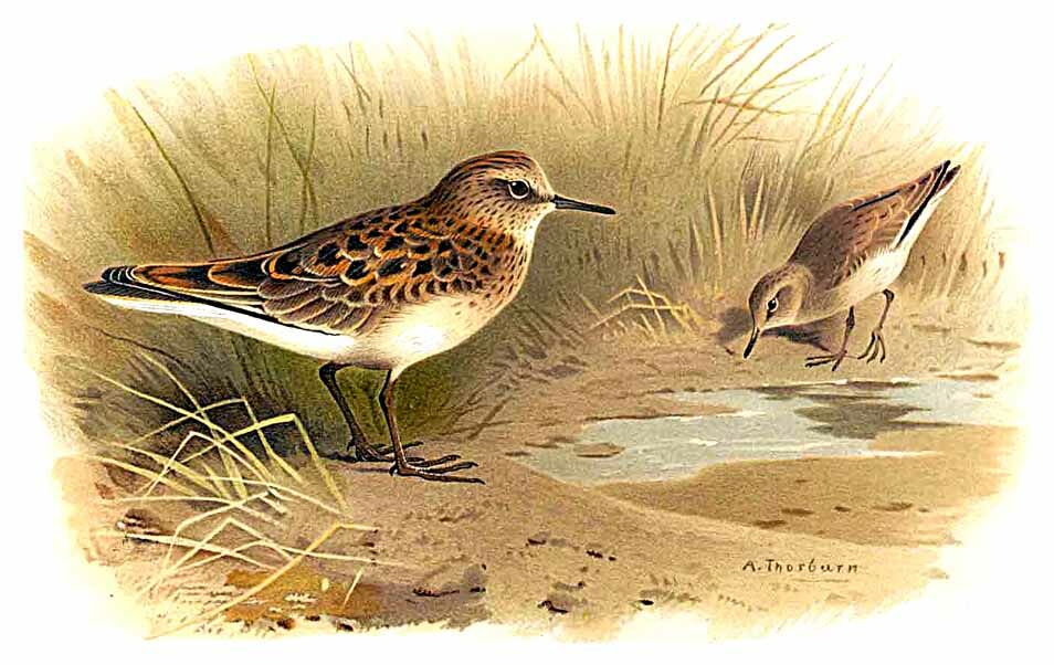 Temminck's Stint