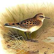 Temminck's Stint