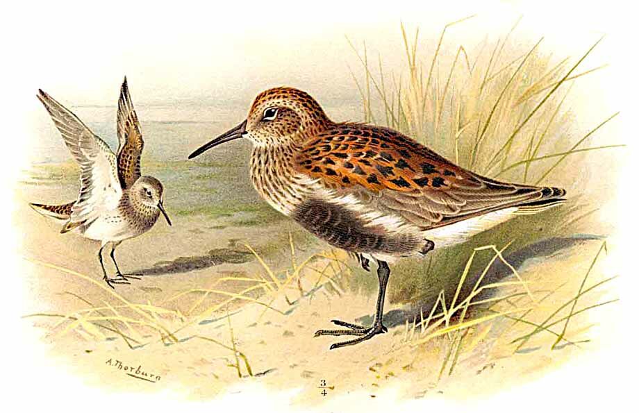 Dunlin