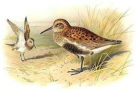 Dunlin