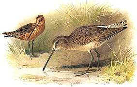 Short-billed Dowitcher