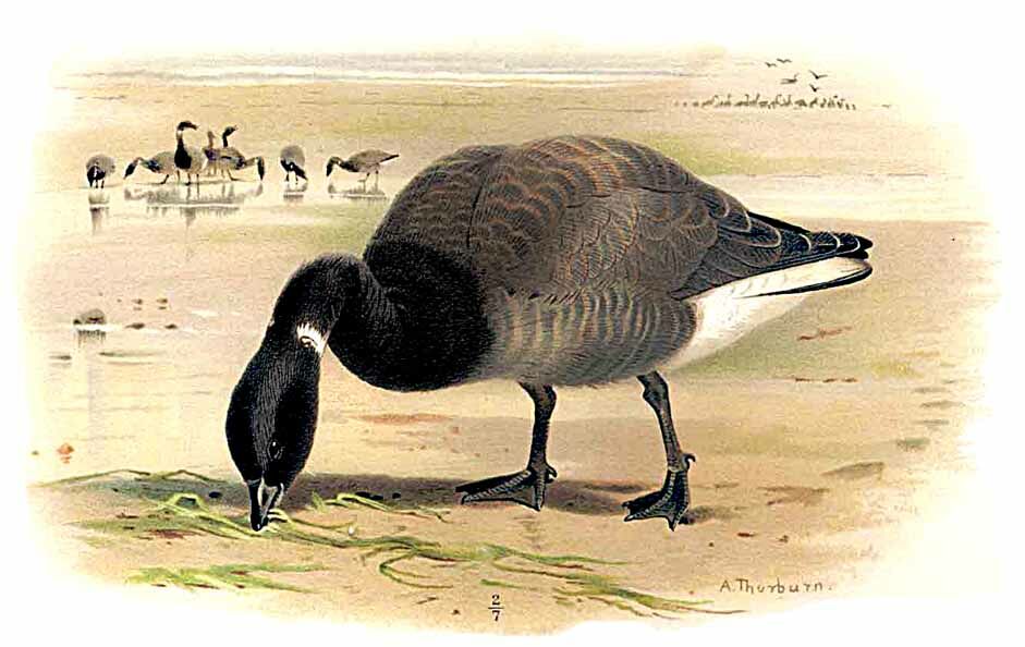 Brant Goose