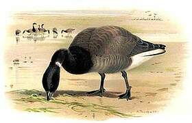 Brant Goose