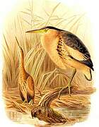 Little Bittern