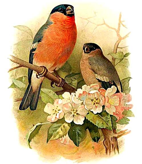 Eurasian Bullfinch