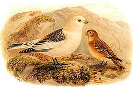 Snow Bunting