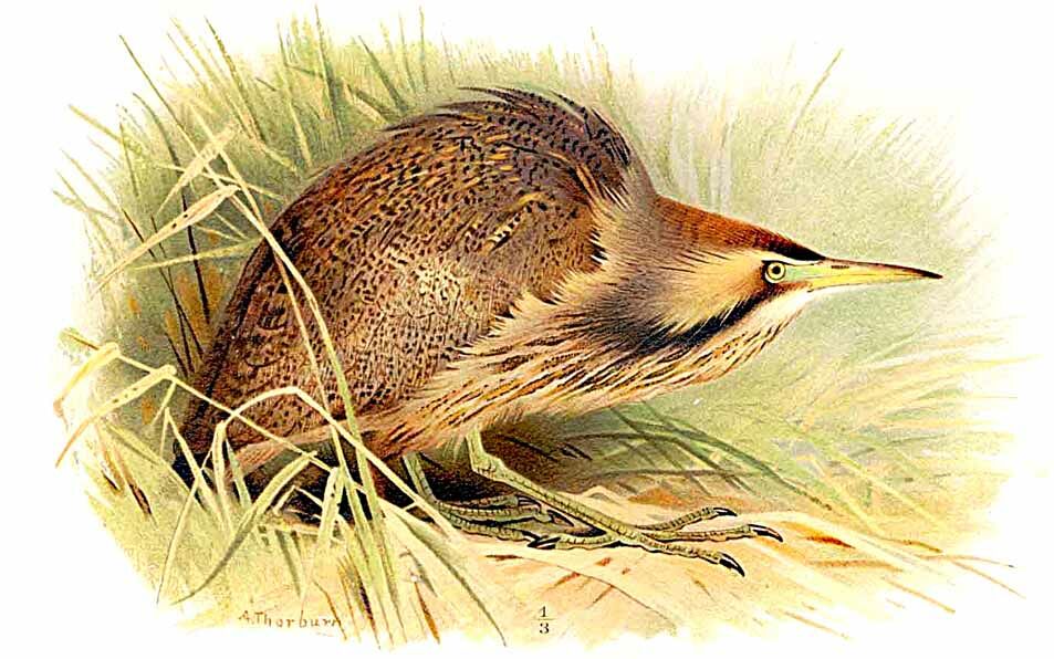 American Bittern