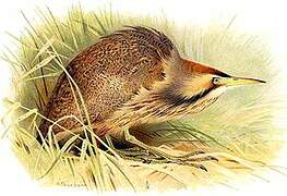 American Bittern