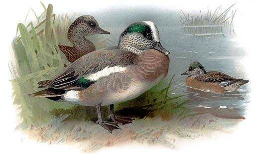 American Wigeon