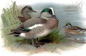 American Wigeon