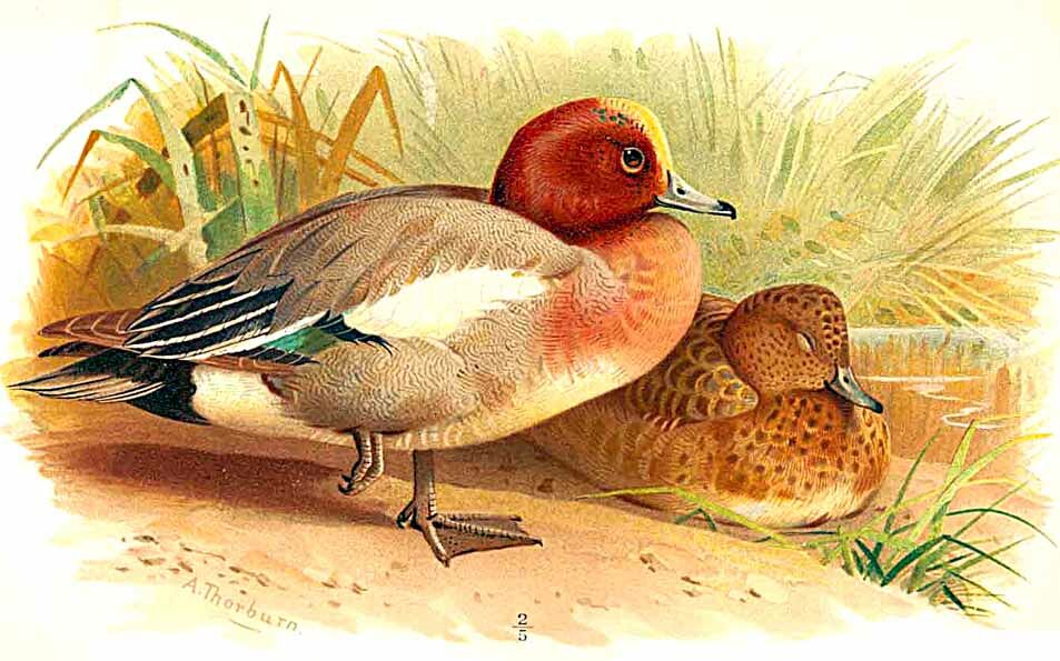 Eurasian Wigeon