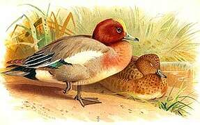 Eurasian Wigeon