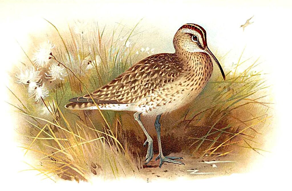 Eurasian Whimbrel