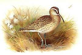 Eurasian Whimbrel