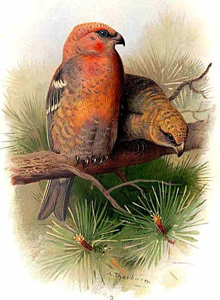 Pine Grosbeak