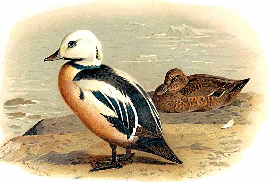 Eider de Steller