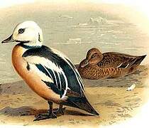 Steller's Eider