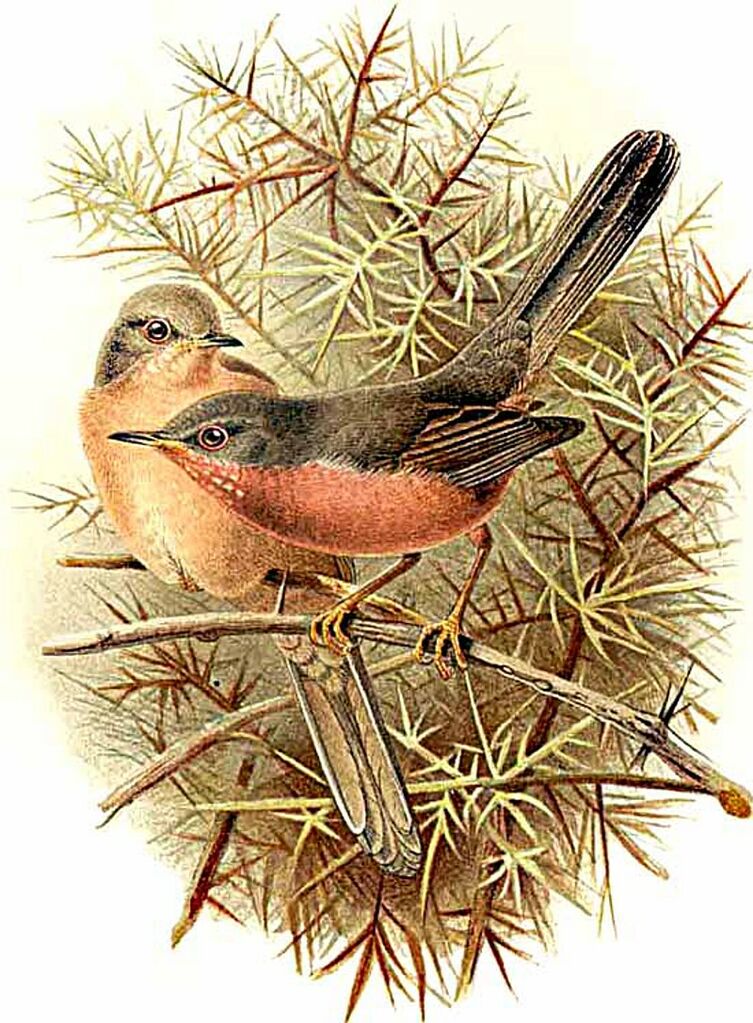 Dartford Warbler