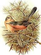 Dartford Warbler