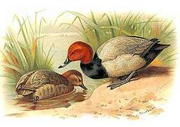 Common Pochard