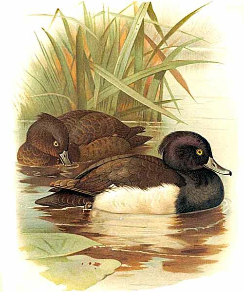 Tufted Duck