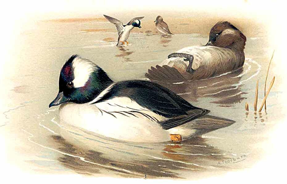 Bufflehead