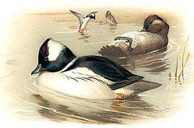 Bufflehead