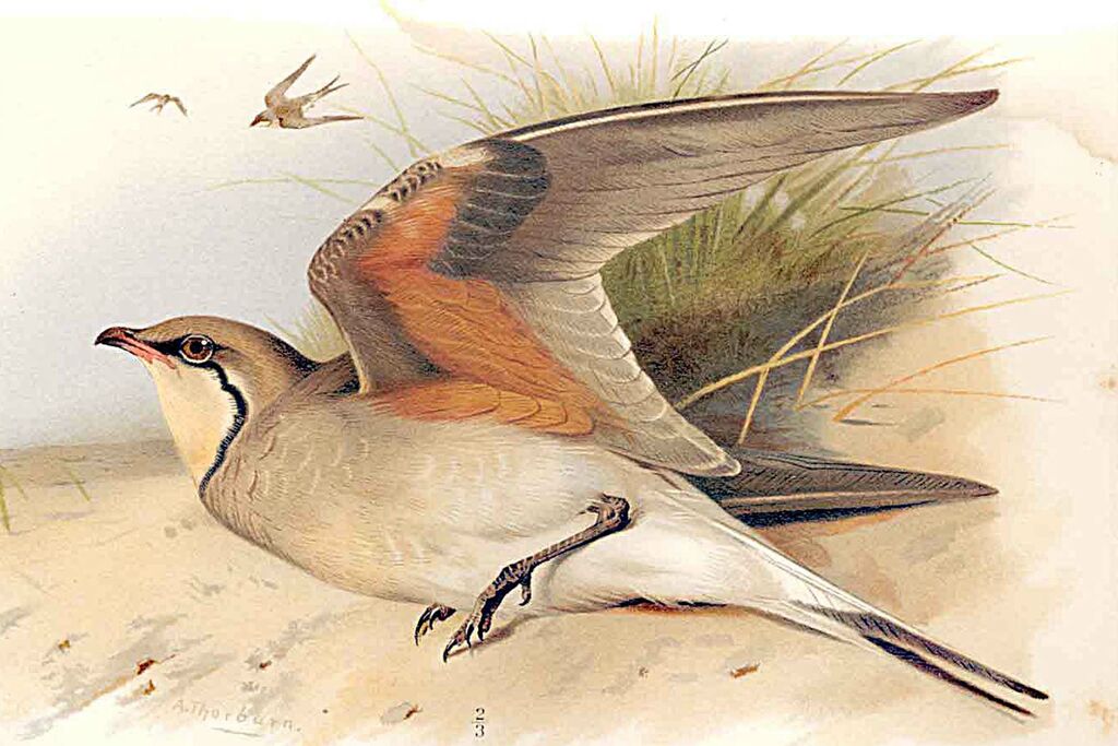 Collared Pratincole