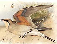 Collared Pratincole