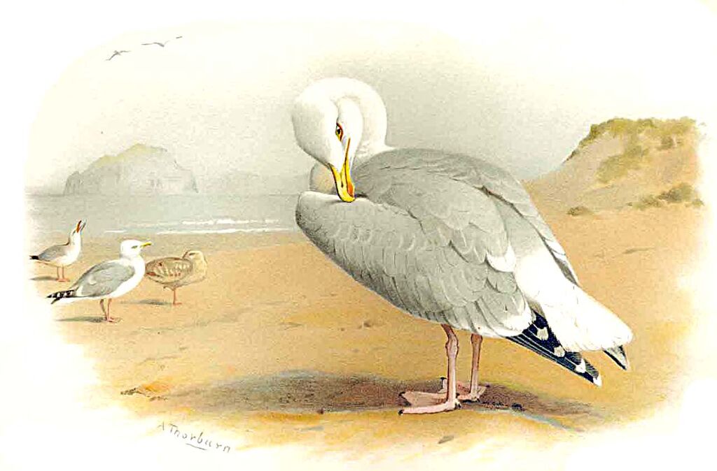 European Herring Gull