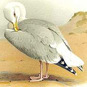 European Herring Gull