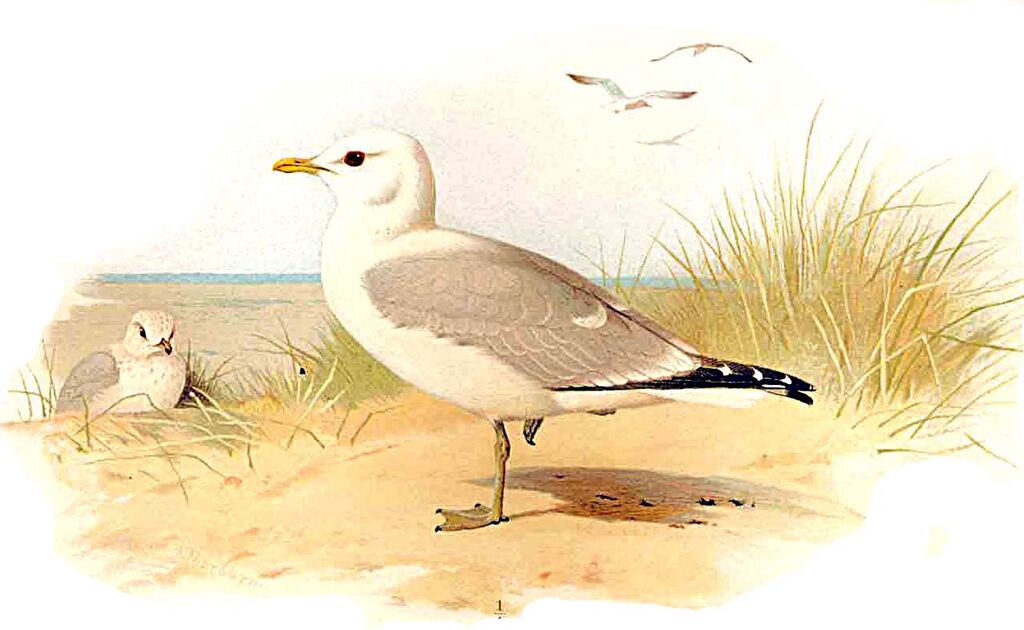 Common Gull