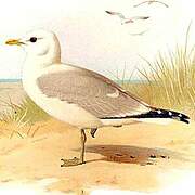 Common Gull