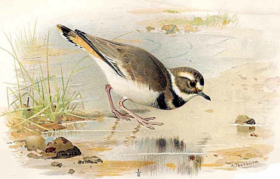 Killdeer