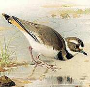 Killdeer