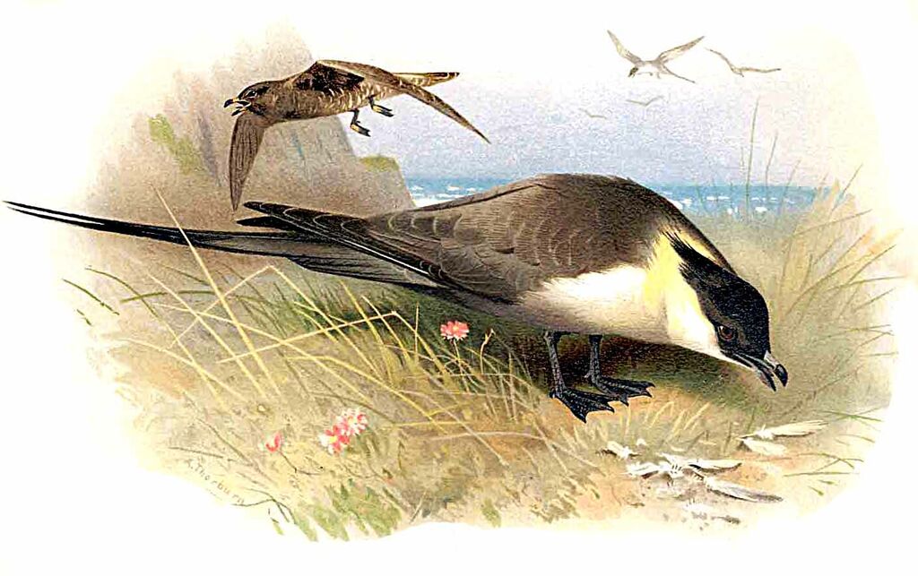 Long-tailed Jaeger