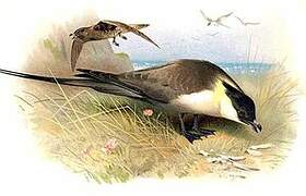 Long-tailed Jaeger