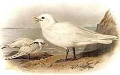 Mouette blanche