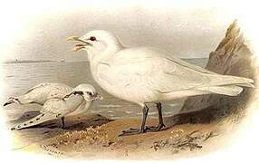 Ivory Gull