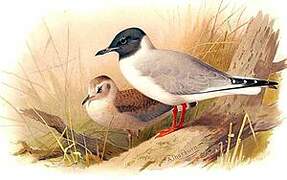 Bonaparte's Gull