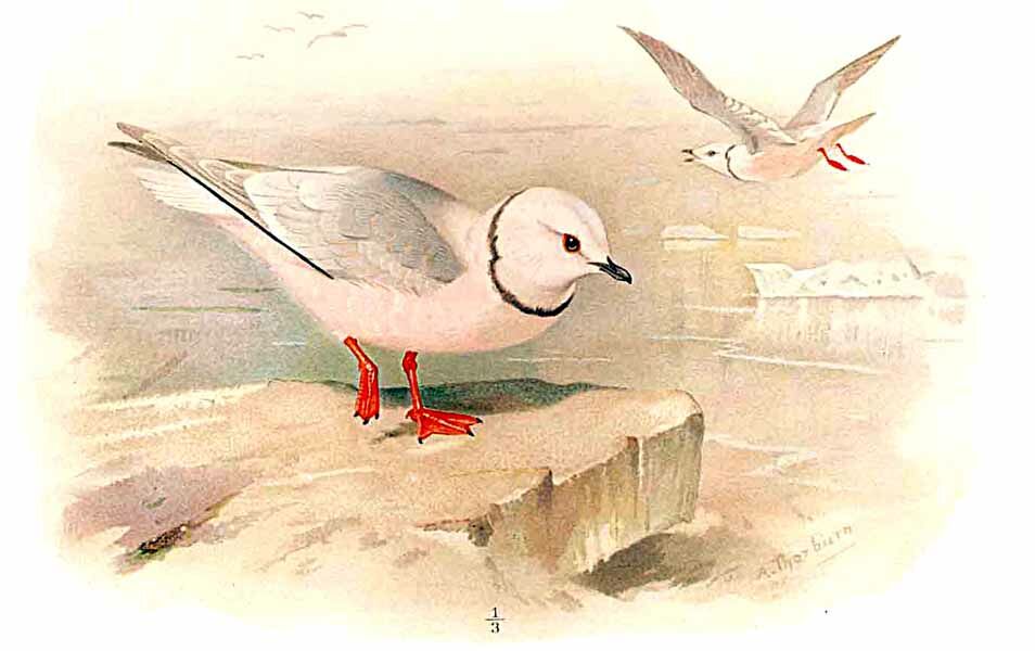 Ross's Gull